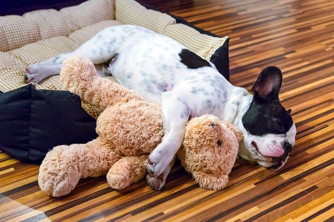 Anak anjing itu tidur nyenyak dengan boneka beruang kesayangannya.