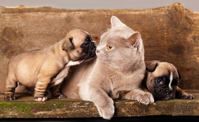 Kucing Inggris merawat anak-anak anjing bulldog Prancis