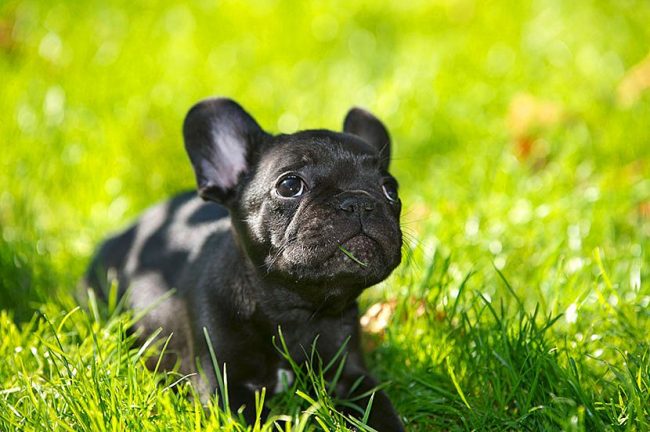 Bagaimana anak anjing ini bisa ditolak?