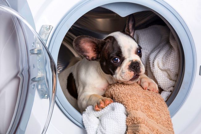 Anak anjing Bulldog Prancis sejak kecil belajar membantu ibu rumah tangga