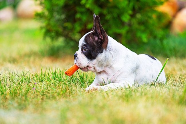 Anak anjing French Bulldog adalah penggemar makanan enak