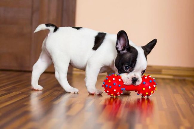 Setiap anak anjing harus memiliki cukup mainan sehingga dia bisa bermain cukup banyak sepanjang hari