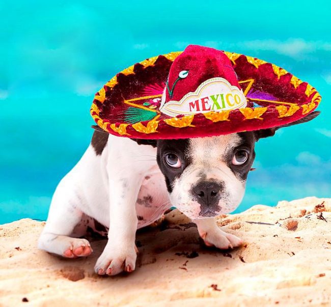 Anak anjing Sombrero Meksiko beristirahat di pantai