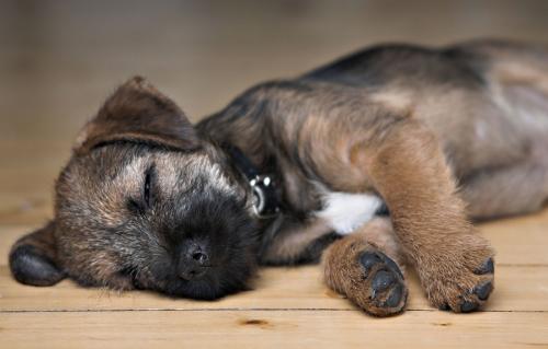 Anak anjing tidak tidur dan merengek di malam hari: tips dan rekomendasi