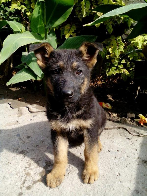 Anjing Gembala Jerman berumur 2 bulan