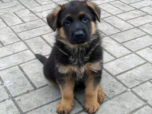 Anjing Gembala Jerman berumur 2 bulan