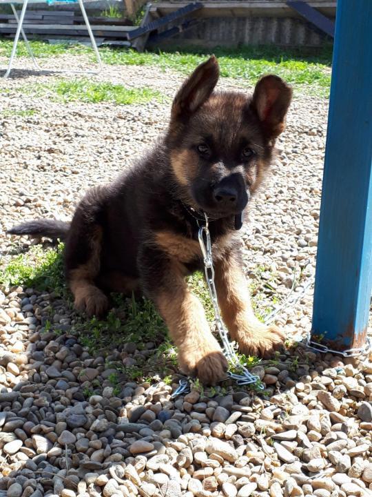 Anjing Gembala Jerman berumur 2 bulan