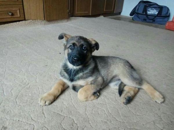 Anjing Gembala Jerman berumur 2 bulan