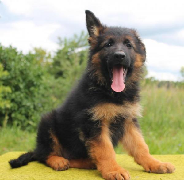 Anjing Gembala Jerman berumur 2 bulan