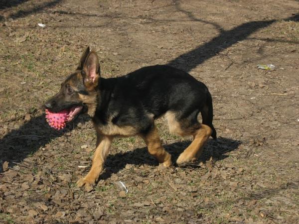 Anjing Gembala Jerman berumur 2 bulan