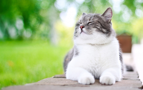 Rambut dan kulit kucing yang sehat