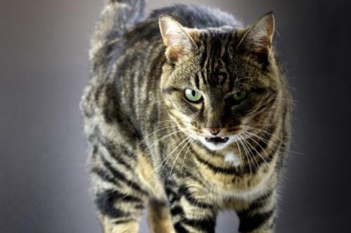 Desis dan agresi pada kucing - mengapa kucing menggeram dan desis?