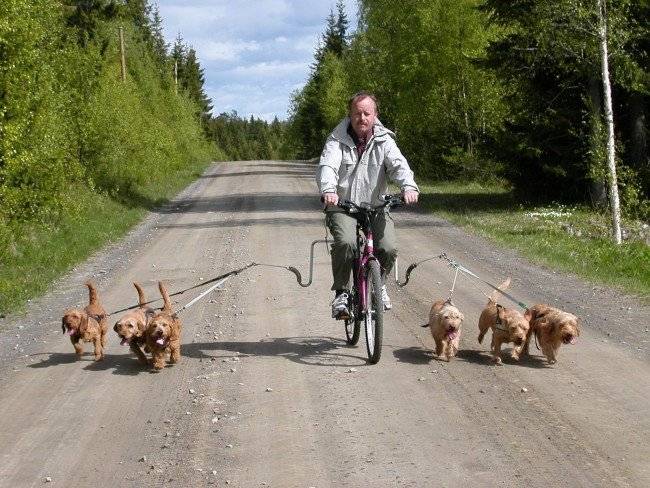 Tali pengikat untuk anjing untuk berjalan