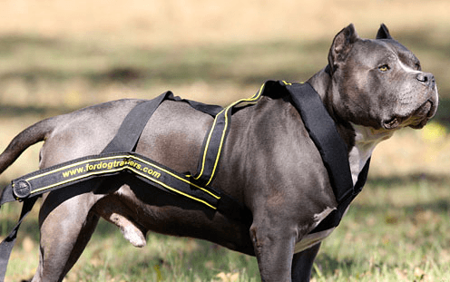 Olahraga harness untuk anjing