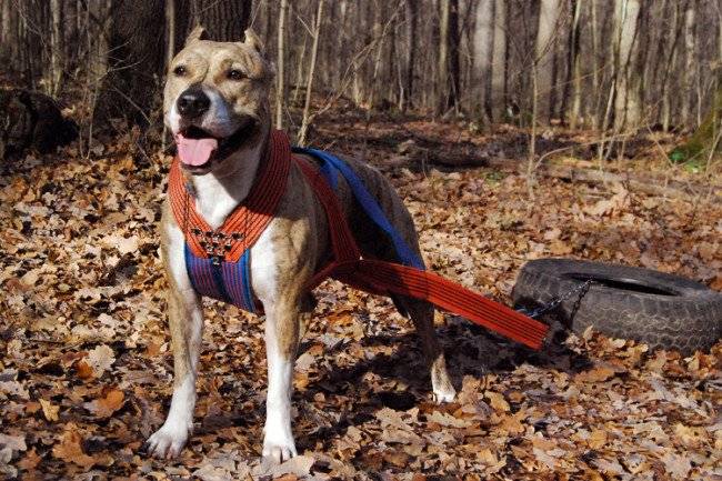 Harness untuk anjing penarik
