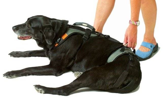 Foto Harness untuk anjing