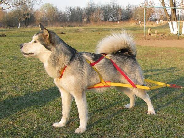 Pita pengikat pada seekor anjing