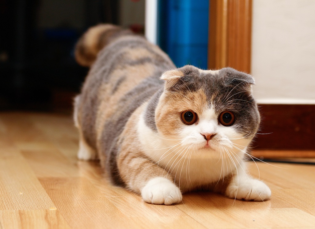 Kucing lipat Skotlandia