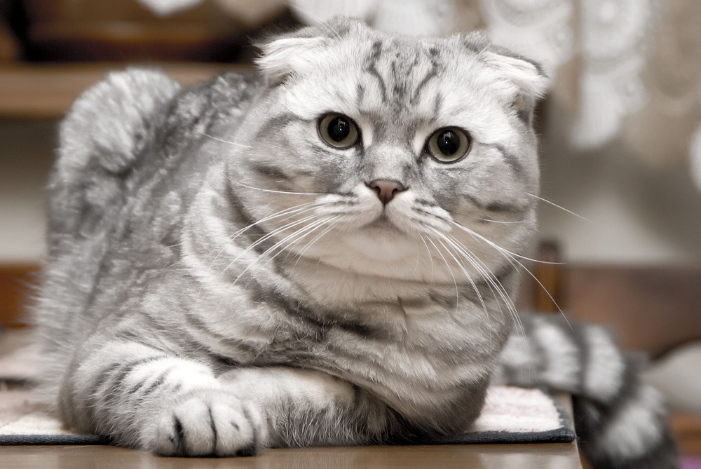 Kucing lipat Skotlandia - foto