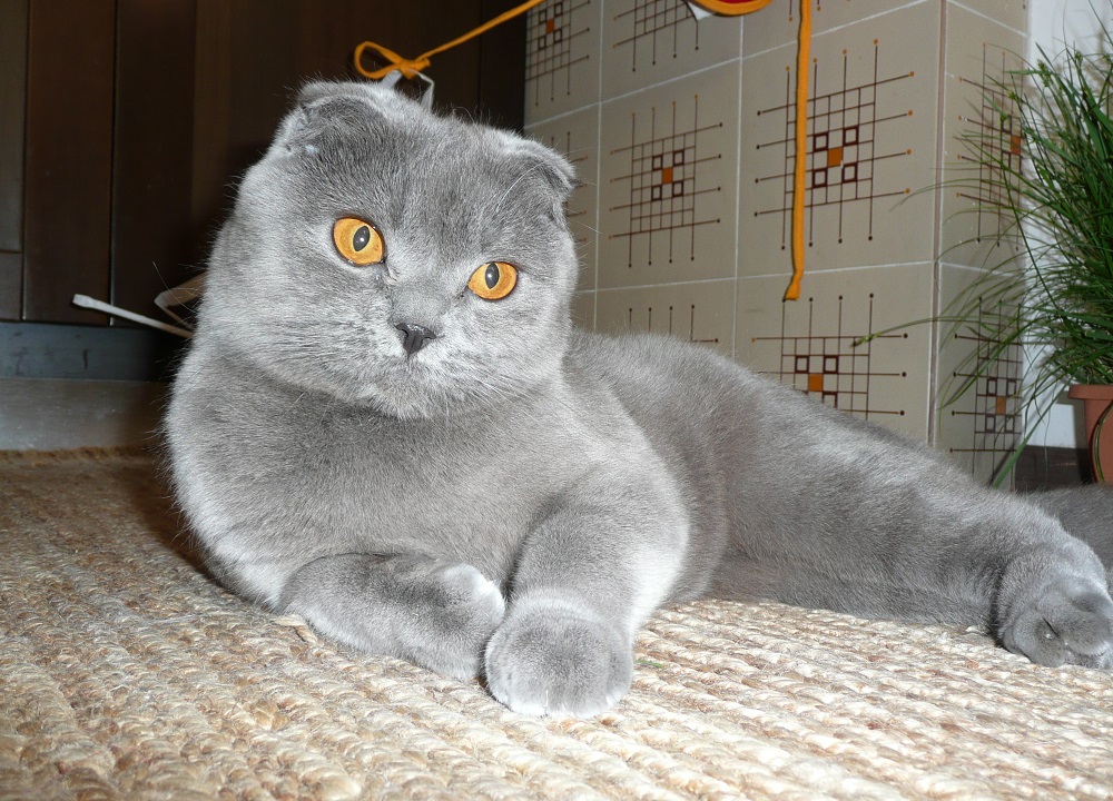 Kucing lipat Skotlandia - foto dan deskripsi
