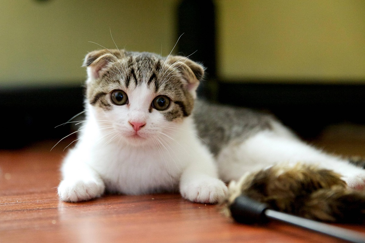 Kucing lipat Skotlandia - karakter dan perawatan trah