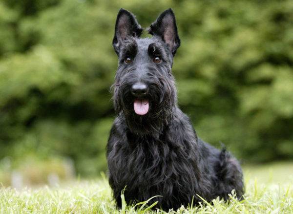 scotch terrier sedang duduk