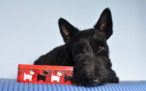 terrier scotch tergeletak di sekitar