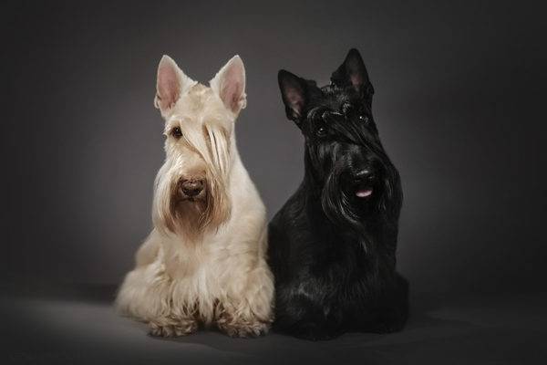 dua terrier scotch