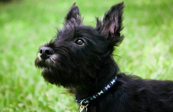 Moncong Terrier Skotlandia