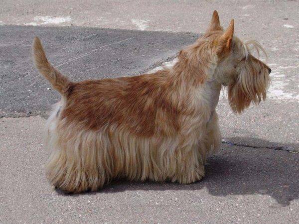 Scotch terrier kuning coklat