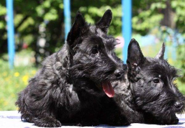 terrier scotch kecil