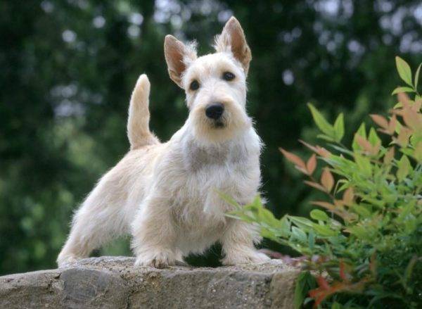 terrier scotch lucu