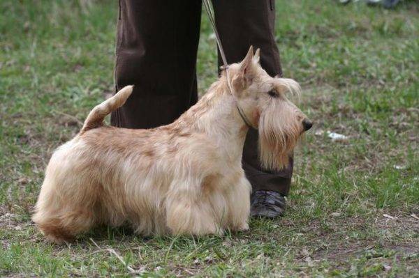 Terrier ternak kecil