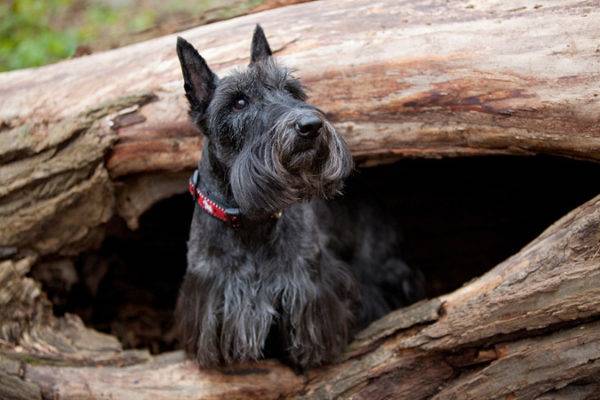 scotch terrier di pohon