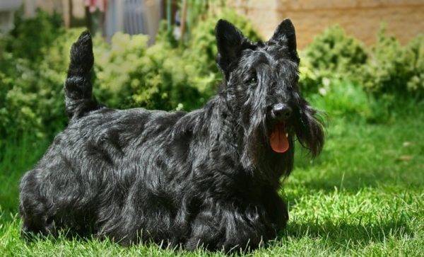 Scotch terrier hitam polos