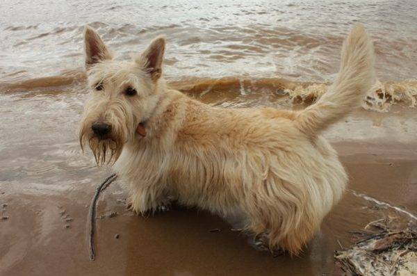terrier pita perekat
