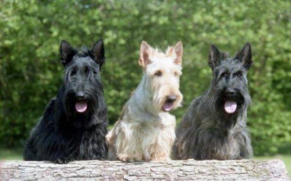Terrier Skotlandia
