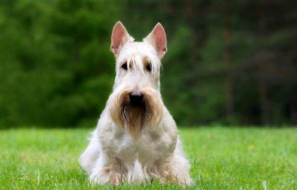 terrier scotch lucu