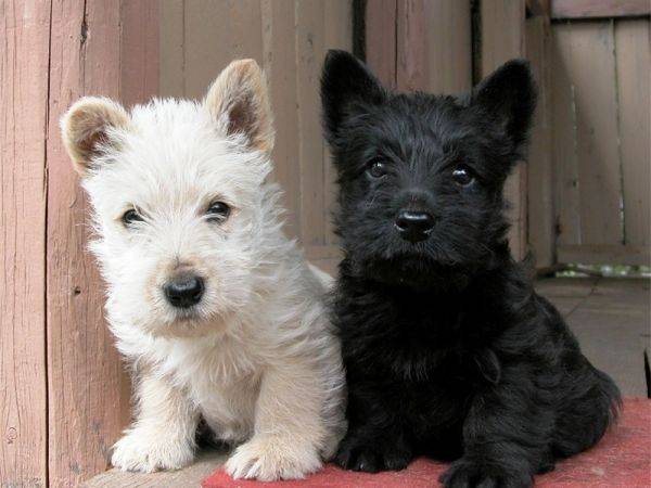 terrier scotch
