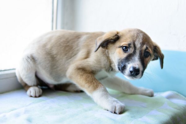 Anjing itu takut akan tembakan