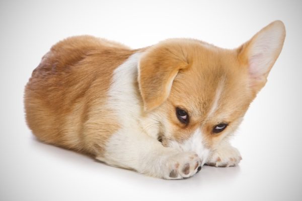 Kenapa anjing itu takut