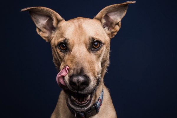 Anjing itu terus-menerus menjilat bibirnya