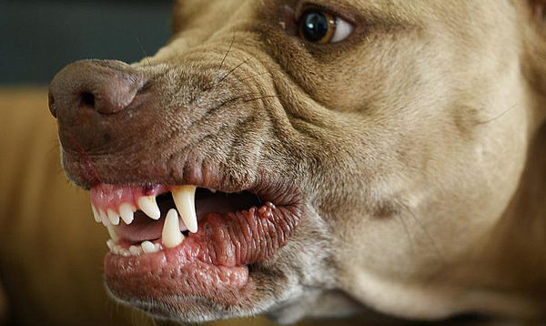 Anjing menggeram pemilik membaca artikel