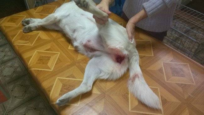 Mempersiapkan anjing untuk kawin