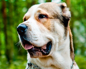 Anjing Gembala Asia Tengah (Alabay) SAO, Anjing Gembala Asia Tengah, Aziat, Sredneasiatskaia Ovtcharka