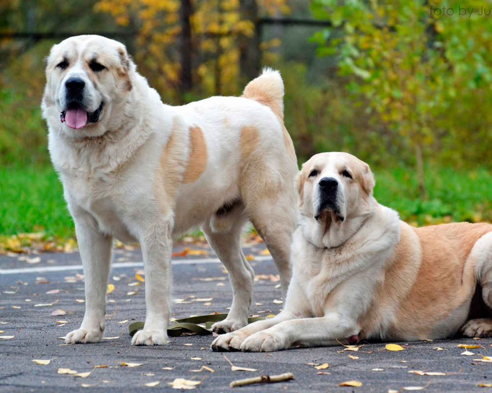 Anjing Gembala Asia Tengah - foto