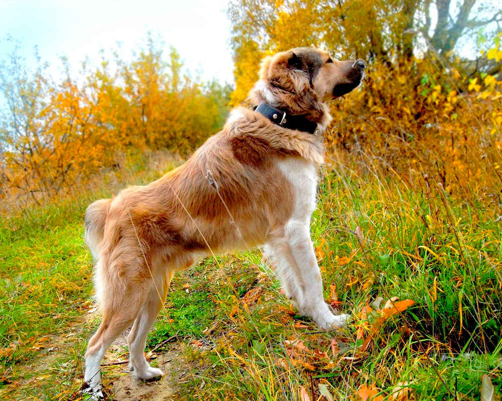 Anjing Gembala Asia Tengah (Alabay) - foto