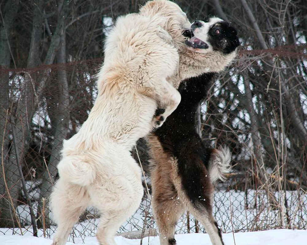 Anjing Gembala Asia Tengah - foto