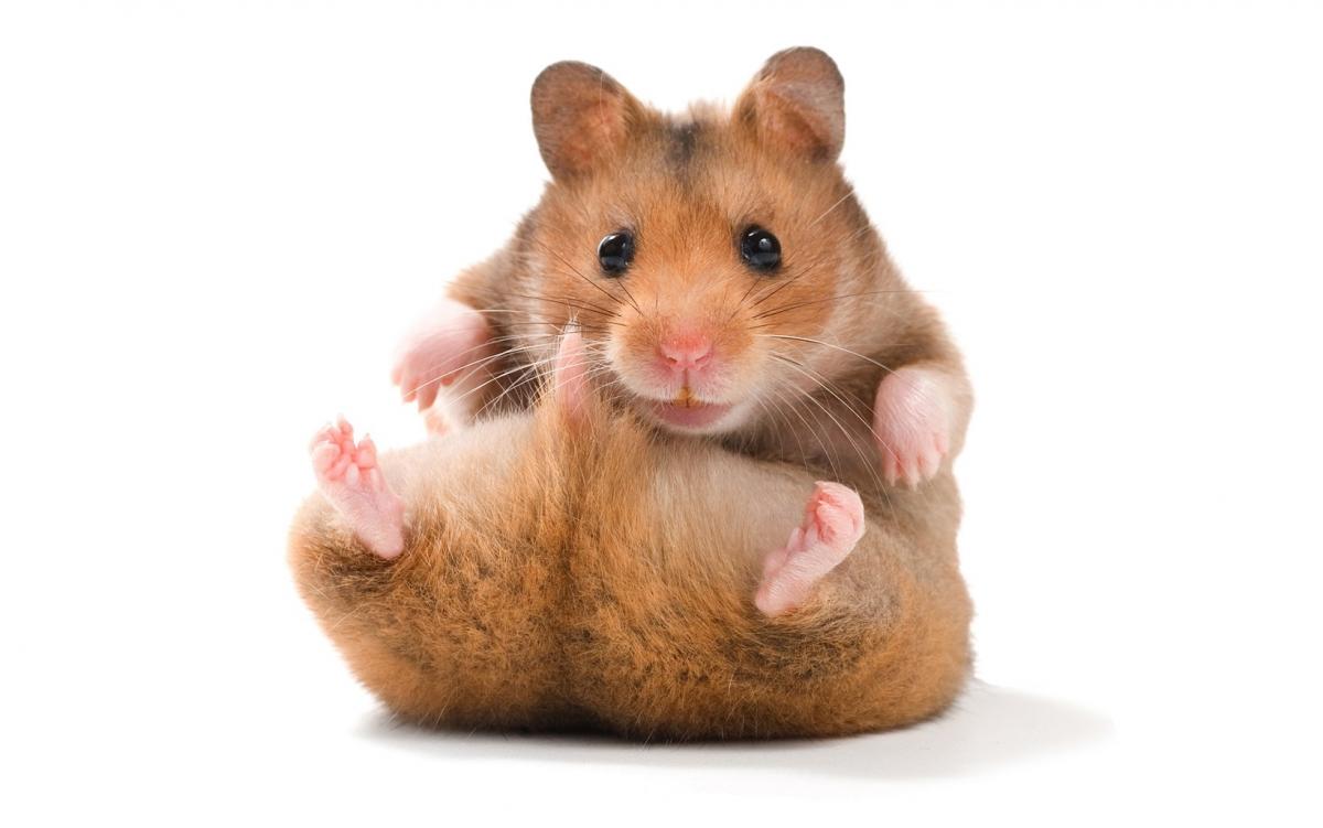 Rata-rata berat hamster