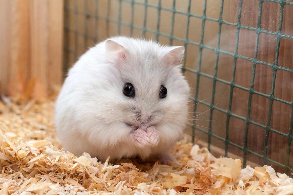 Rata-rata berat hamster